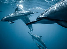 bob半岛体育-被塔图姆颜射+2罚1中！揭幕战字母哥又成背景板...